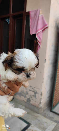 Shitzu Puppy — photo 3