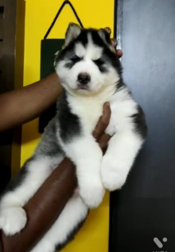 Husky Puppy — photo 2