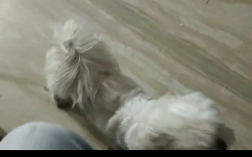 Shitzu Puppy — photo 2