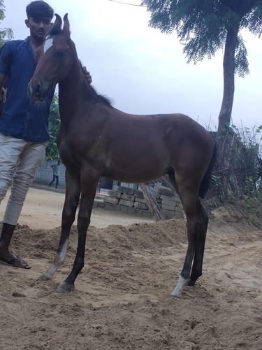 Marwadi Horse