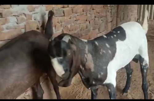 Beetal Goat — photo 2
