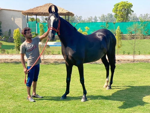 Marwari Horse — photo 4