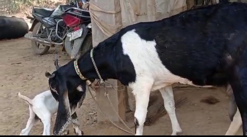 Hyderabadi Goat — photo 5