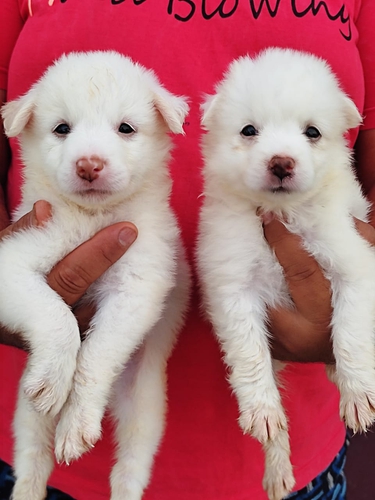 Top quality Pomeranian puppies available for sale in best price — photo 3
