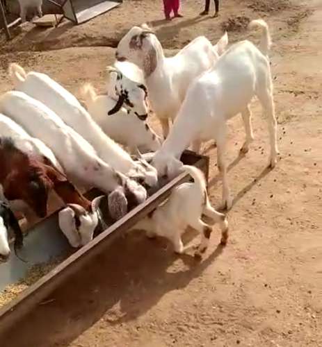 Sojat Goat — photo 2