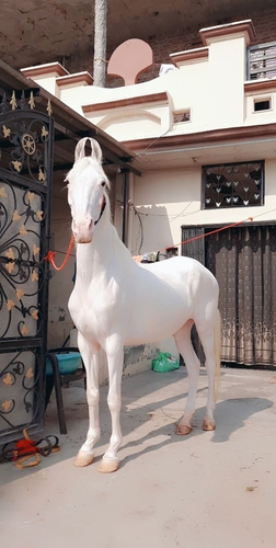 Nukra Horse