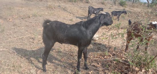 Usmanabdi — photo 3