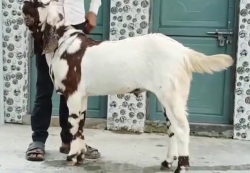 Haydrabadi Goat — photo 3