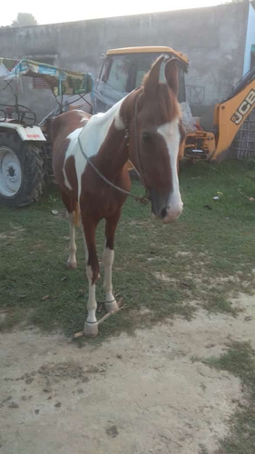 Marwari Horse — photo 3