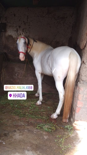Kathiyawadi Mare — photo 2