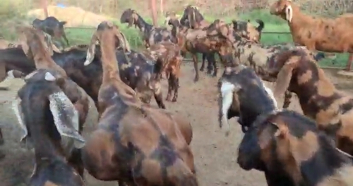 Sirohi Goats — photo 3