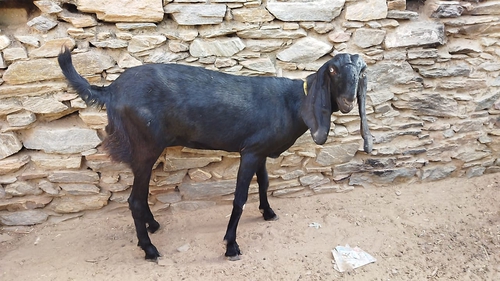 All Breed Goats Available — photo 5