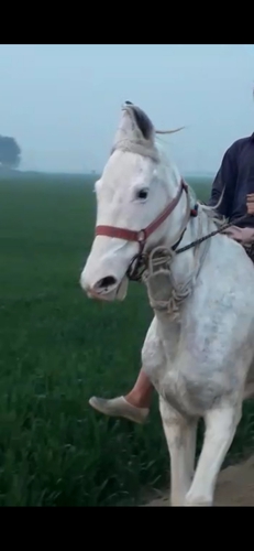 Nukri Horse — photo 3