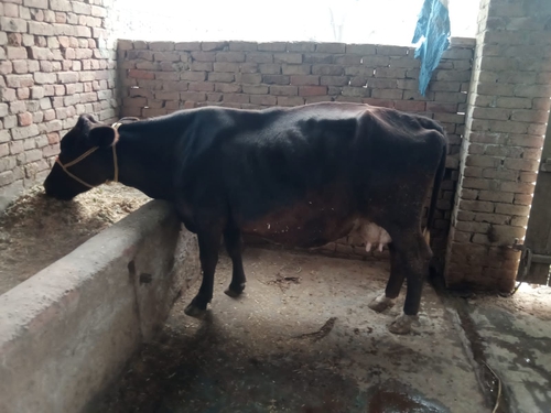 Hf Cross Buffalo — Buffalo for sale in Moga, India