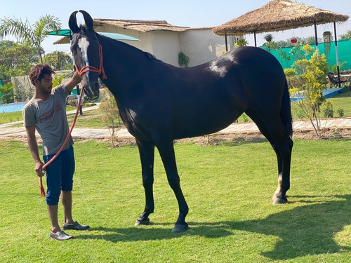 Marwari Horse — photo 2