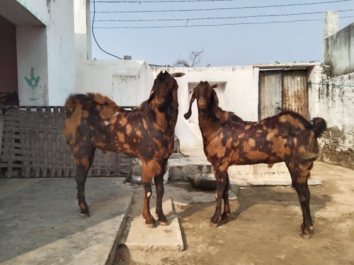 Sirohi Goat — photo 2