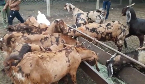 Sirohi Goat — photo 2