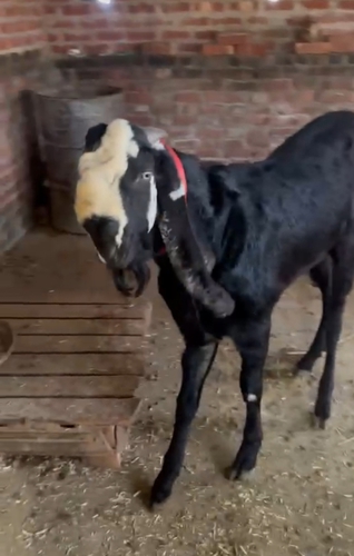 Goat — Beetal Goat, Uttar Pradesh, India