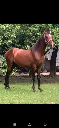 Marwari Horse Colt — photo 6