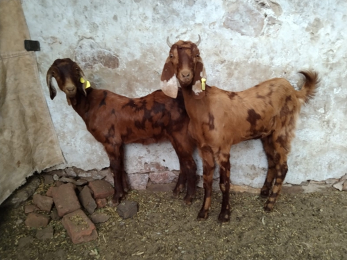 Sirohi Goat — photo 2