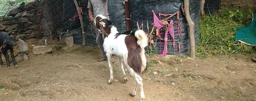 Goat — photo 4