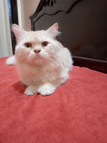 Male Persian Cat In Golden Colour — photo 6