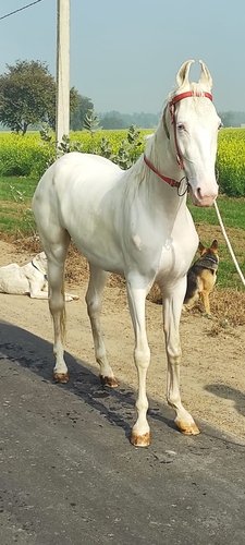 Marwari Horse — photo 3