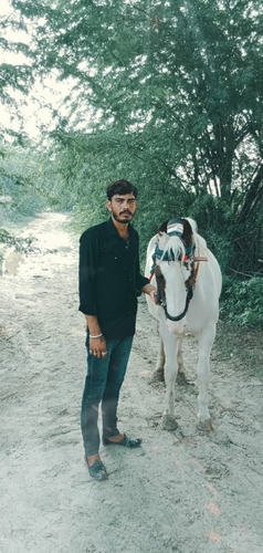 Horse — photo 3