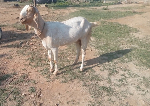 Jamnapari Goat  — photo 5