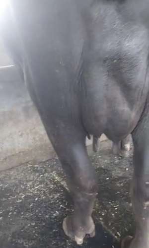 Male calf Buffalo — photo 2