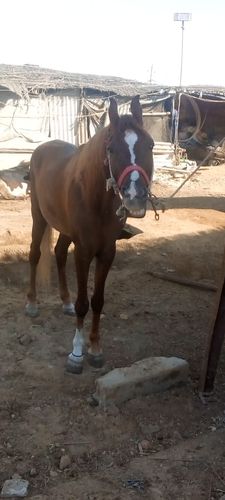 Sindhi Horse — photo 4