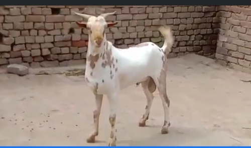 Barbri goat — photo 2