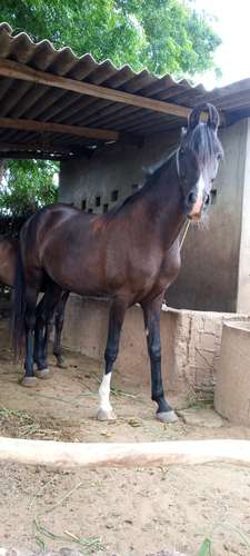 Marwadi Horse 🐎 — photo 4