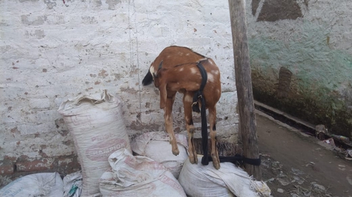 Desi Cross breed — photo 2
