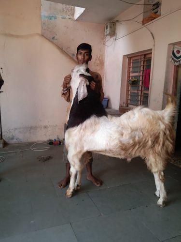 Sojat Goat — photo 3