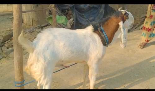 Kota Goat — photo 3