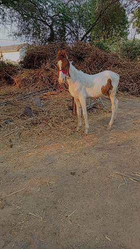 Marwadi Horse — photo 4