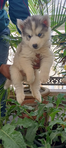 Husky Puppy — photo 3