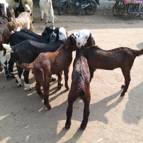 Goat — photo 2