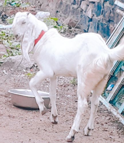 Hydrabadi Goat — photo 2