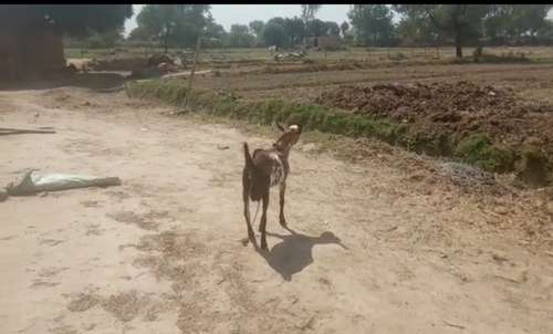Barbari Goat — photo 5