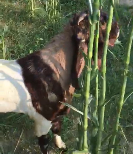 Totapuri Goat — photo 4