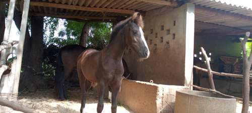 Marwadi Horse 🐎 — photo 2