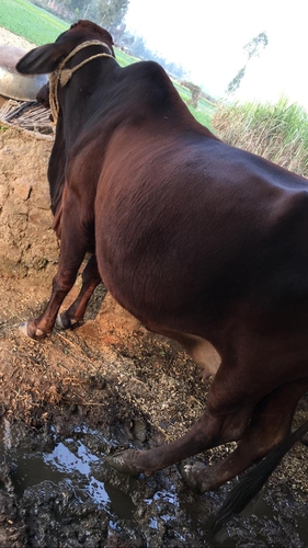 Cow — photo 3