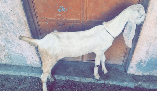 Antique Goat's  — photo 5