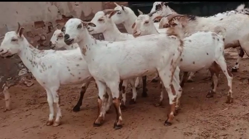 Barbari Goats — photo 6
