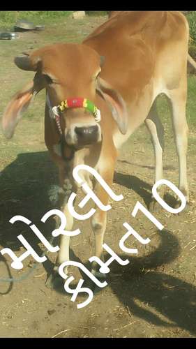 Bachda (Cow Baby) — photo 3