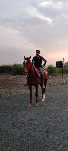 Thoroughbred Horse — photo 2