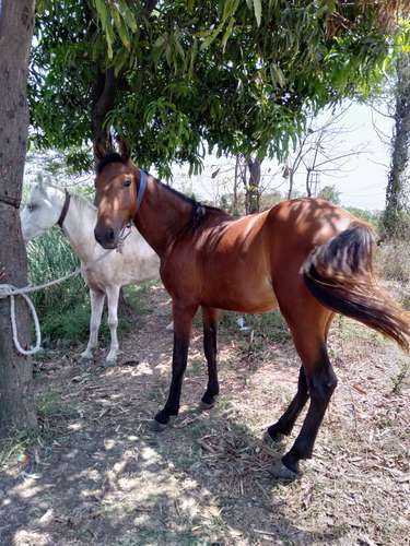 Sindhi Vachera Horse