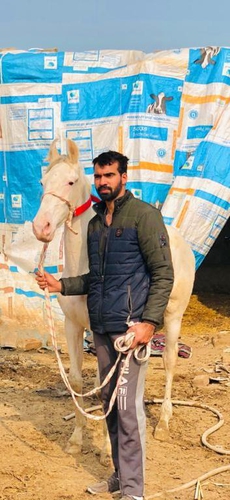 Nukra Horse — photo 4